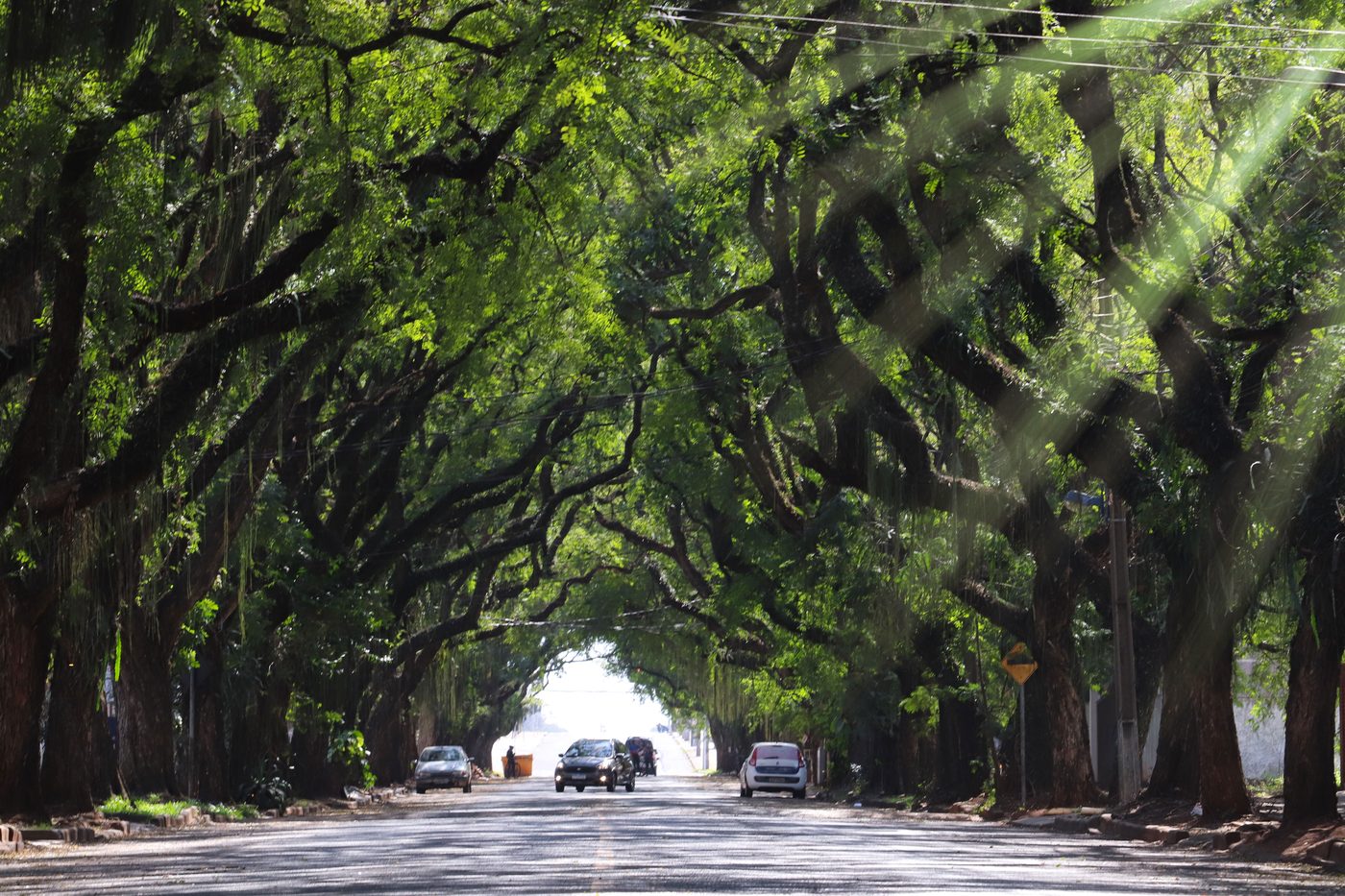 Rua arborizada de Foz do Iguaçu, com as copas das árvores formando um túnel verde